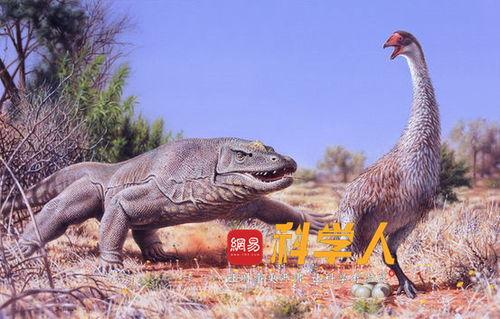 吃瓜巨鸟图,网络红图的背后故事